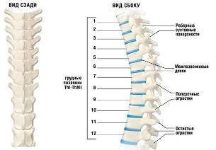 cervical osteochondrosis